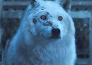 Twitter | @Westerosion