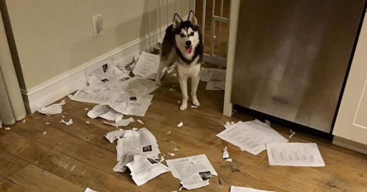 Instagram | @koa.pets