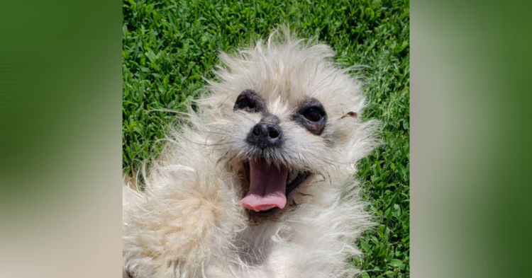 Lincoln County Humane Society