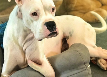 Instagram | @nubbydogrules
