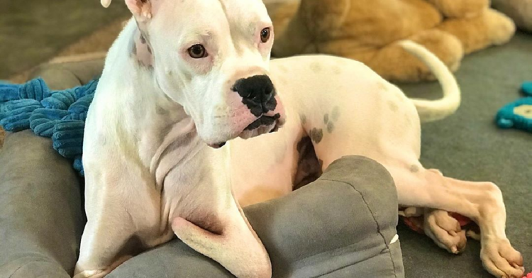 Instagram | @nubbydogrules