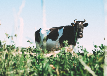Unsplash | Angelina Litvin