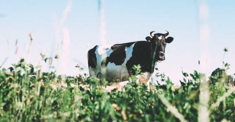 Unsplash | Angelina Litvin