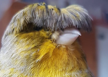 Instagram | @barrybirb