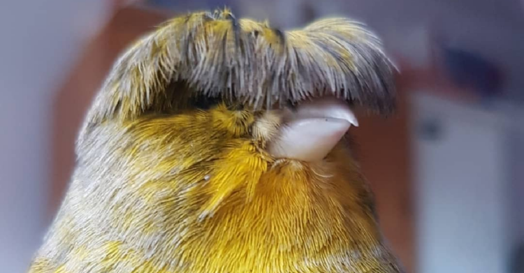 Instagram | @barrybirb