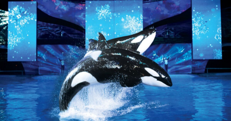 Facebook | SeaWorld