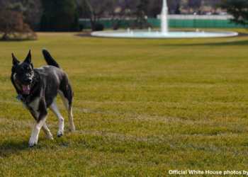 Adam Schultz | Official White House