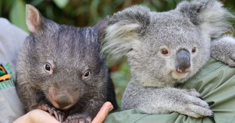 Instagram | @australianreptilepark