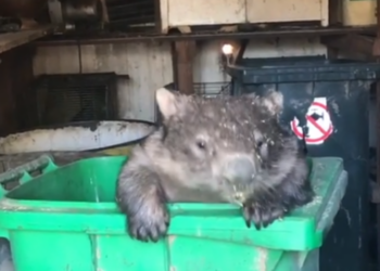 Instagram | @wombatrescue
