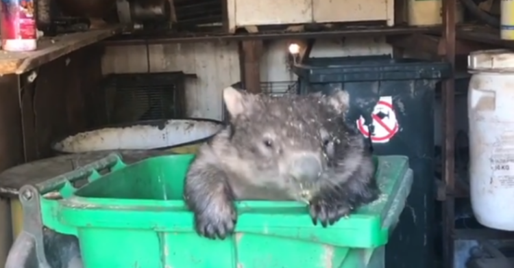 Instagram | @wombatrescue