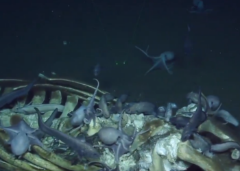 Twitter | @EVNautilus