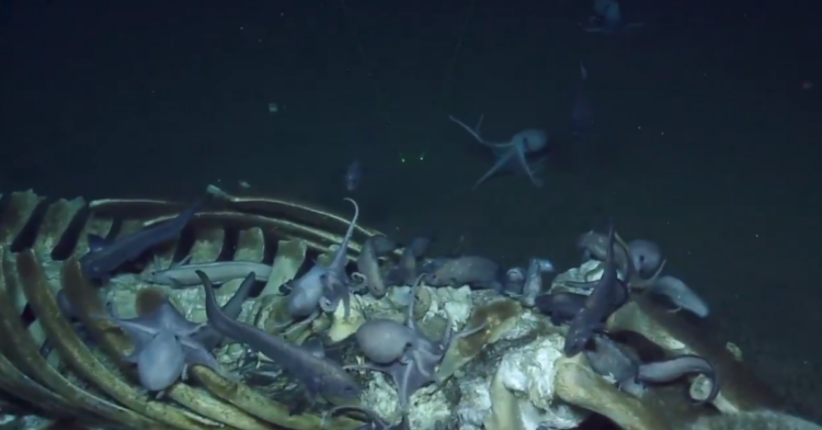 Twitter | @EVNautilus