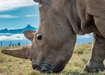 Facebook | OI Pejeta Conservancy