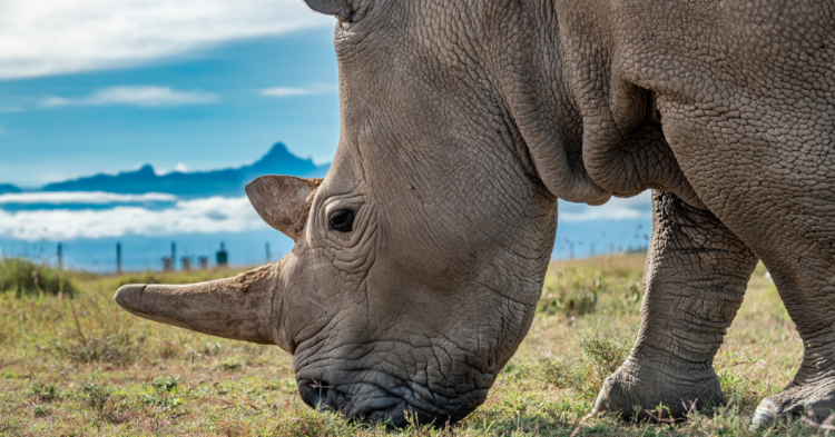 Facebook | OI Pejeta Conservancy