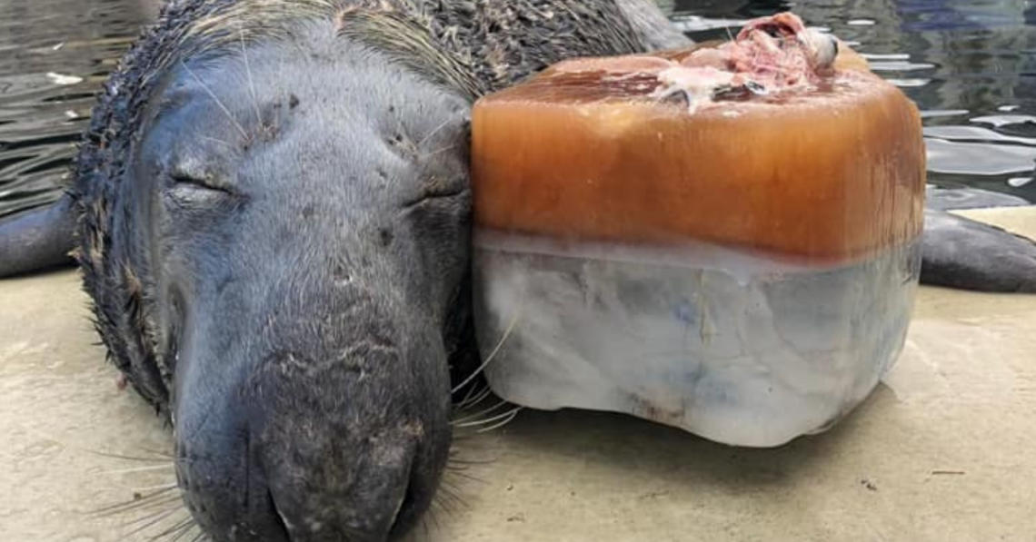 Facebook | Cornish Seal Sanctuary (OFFICIAL)