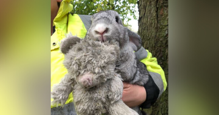 RSPCA