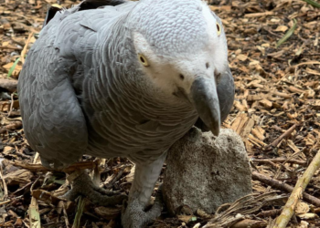 Facebook | Lincolnshire Wildlife Park