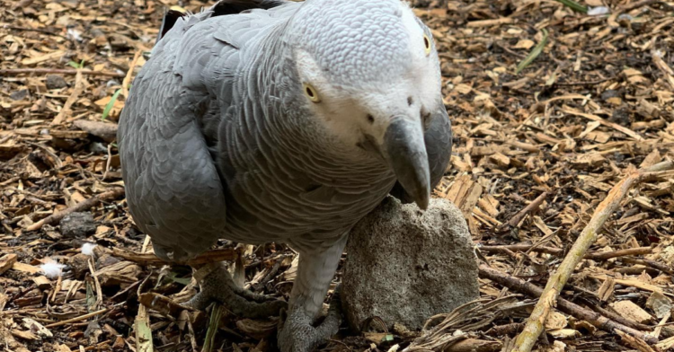 Facebook | Lincolnshire Wildlife Park