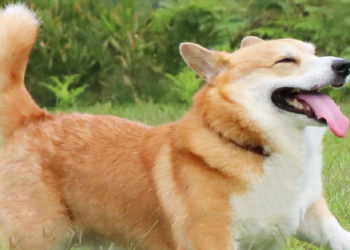 Instagram | @genthecorgi