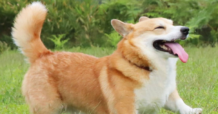 Instagram | @genthecorgi