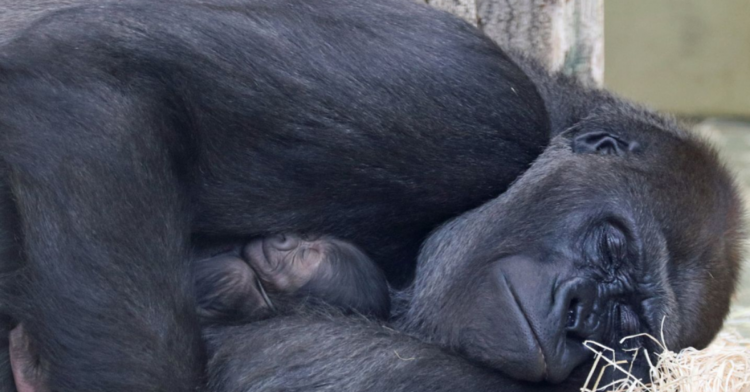 Facebook | Zoo Berlin