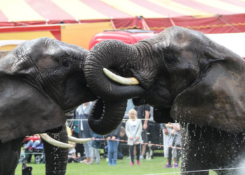 Facebook | Cirkus Arena - Nordens Største Cirkus