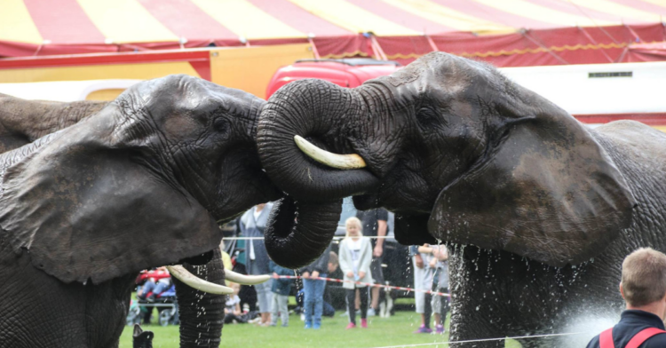 Facebook | Cirkus Arena - Nordens Største Cirkus