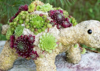 Simply Succulents
