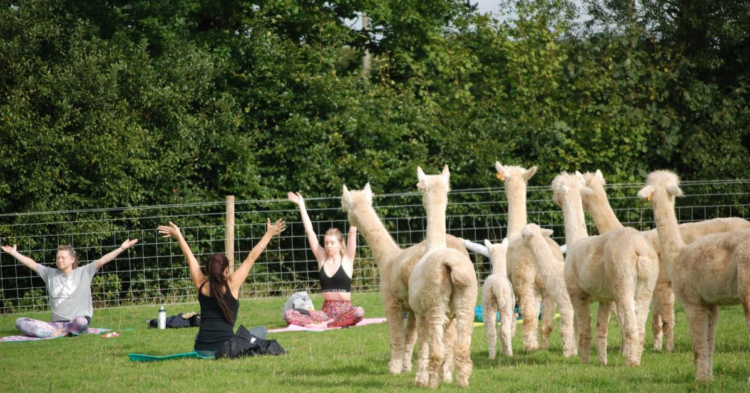 Facebook | Rosebud Alpacas