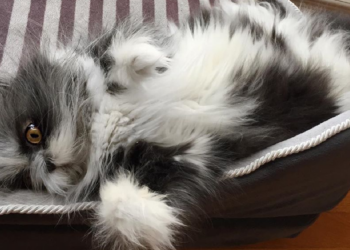 Instagram | @atchoumthecat