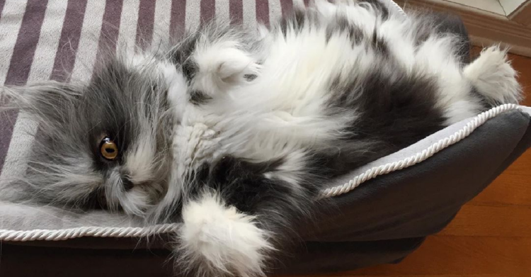 Instagram | @atchoumthecat