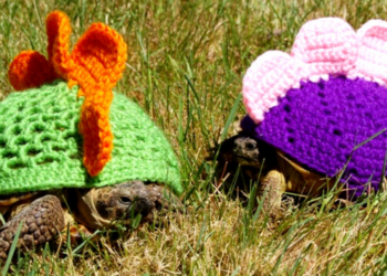 Etsy | MossyTortoise