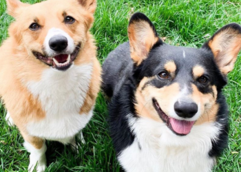 Instagram | @dangercorgi