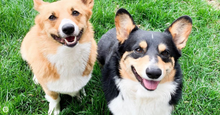 Instagram | @dangercorgi