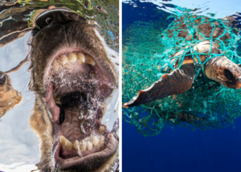 Underwater Photographer Of The Year | Mike Korostelev