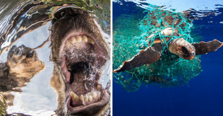 Underwater Photographer Of The Year | Mike Korostelev