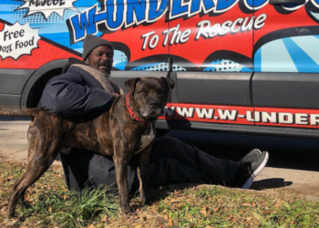 w-underdogs