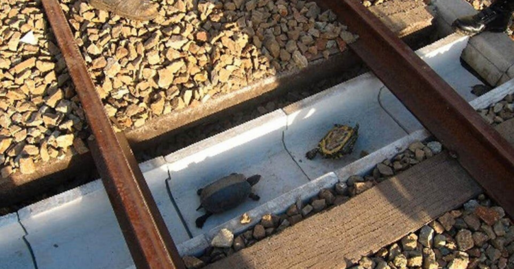 Image of turtles in a pen (Reddit | OGSOURAV)