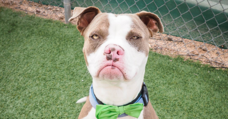 Heather Haltmeyer via Facebook | Maricopa County Animal Care & Control