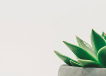 Unsplash