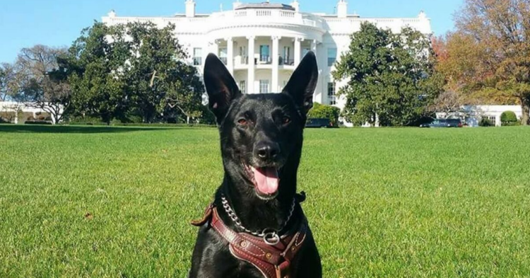 Facebook | K9 Hurricane