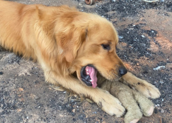 Twitter | @dog_rates