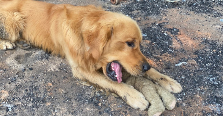 Twitter | @dog_rates