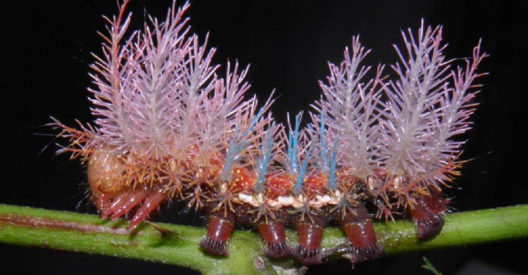breedingbutterflies.com