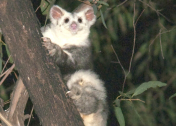 Australian National University | Steven Kuiter