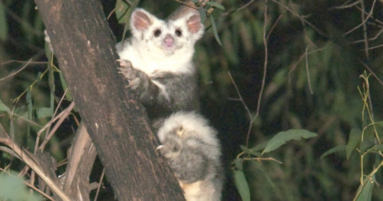 Australian National University | Steven Kuiter