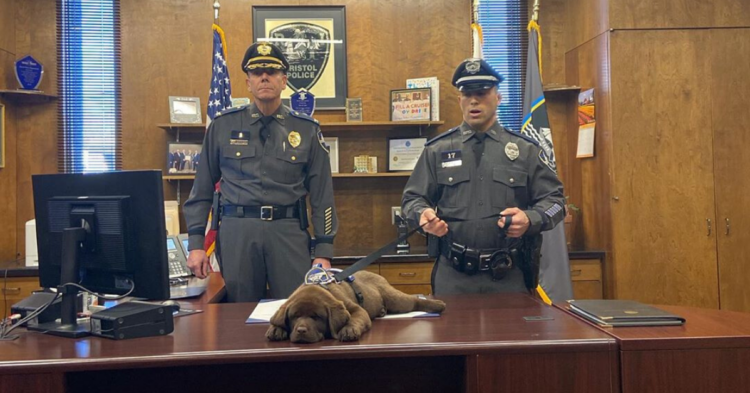 Instagram | @bpdk9brody