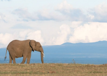 Instagram | @olpejeta