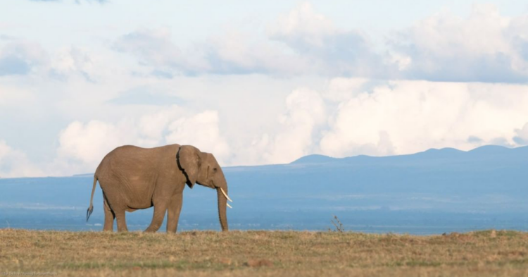 Instagram | @olpejeta