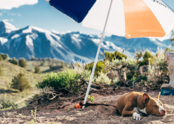 Unsplash | Robson Hatsukami Morgan